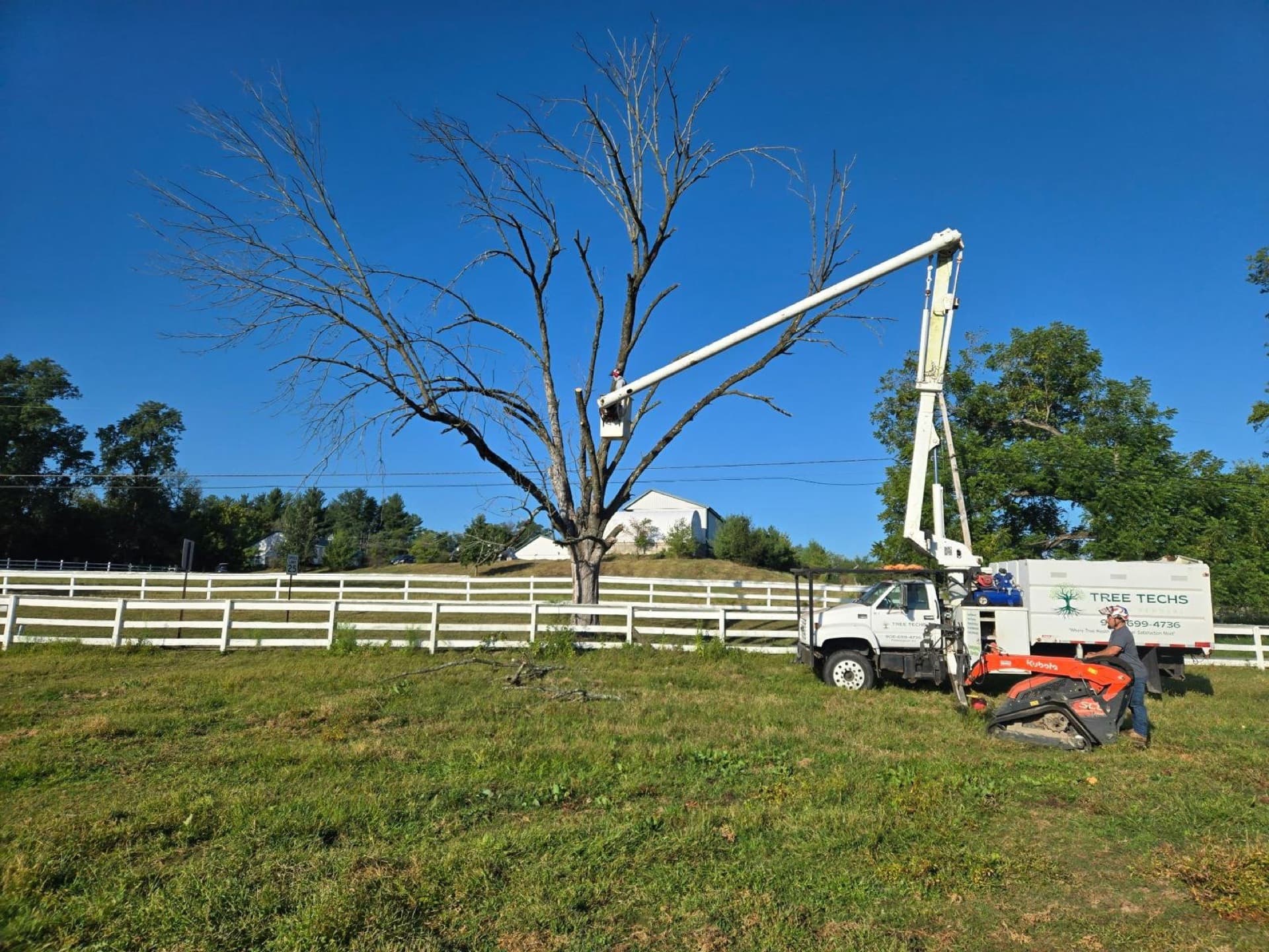 Tree care in Alpha, Warren County, NJ