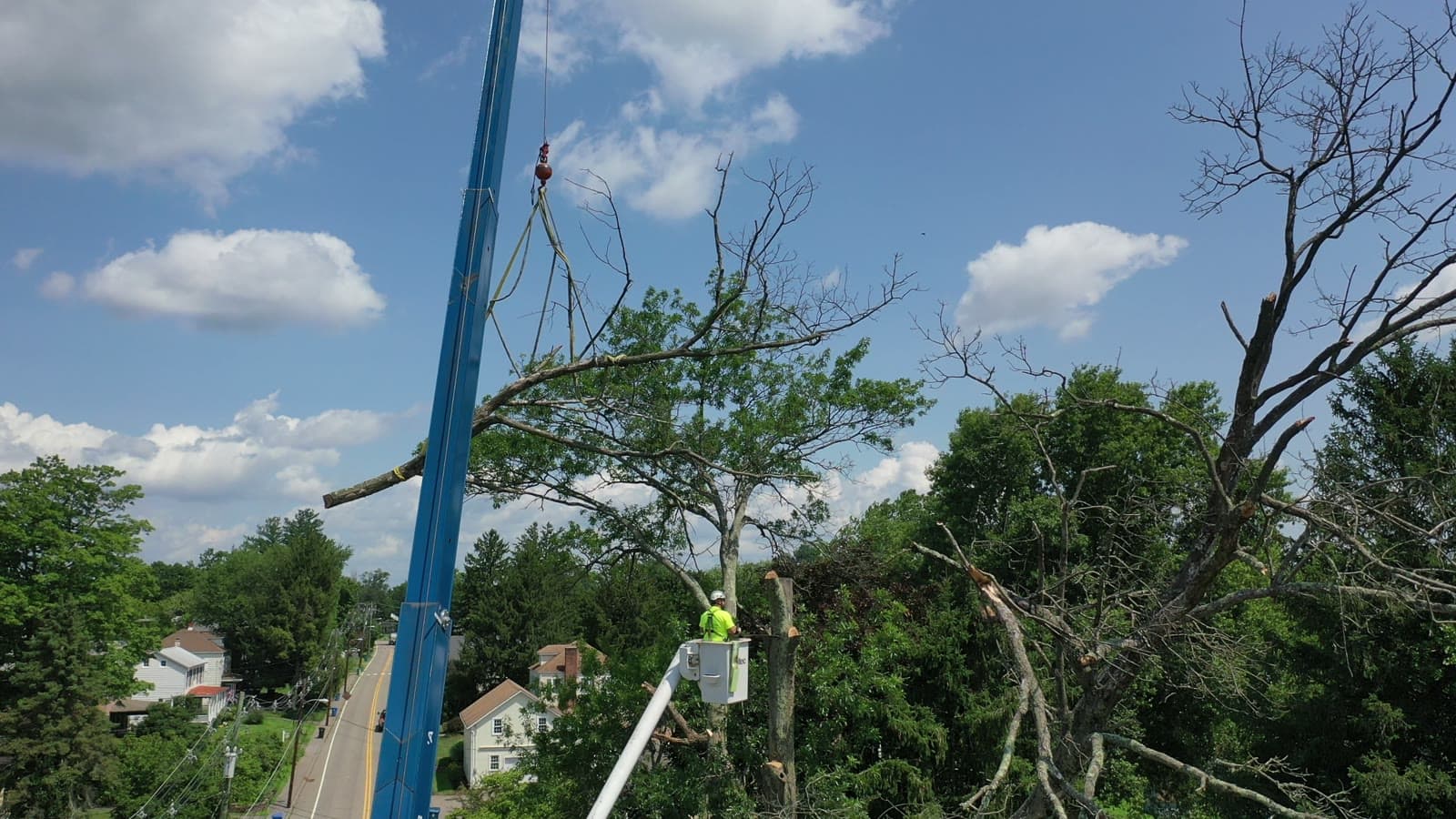 Crane lifting a cut branch during a Tree Techs removal