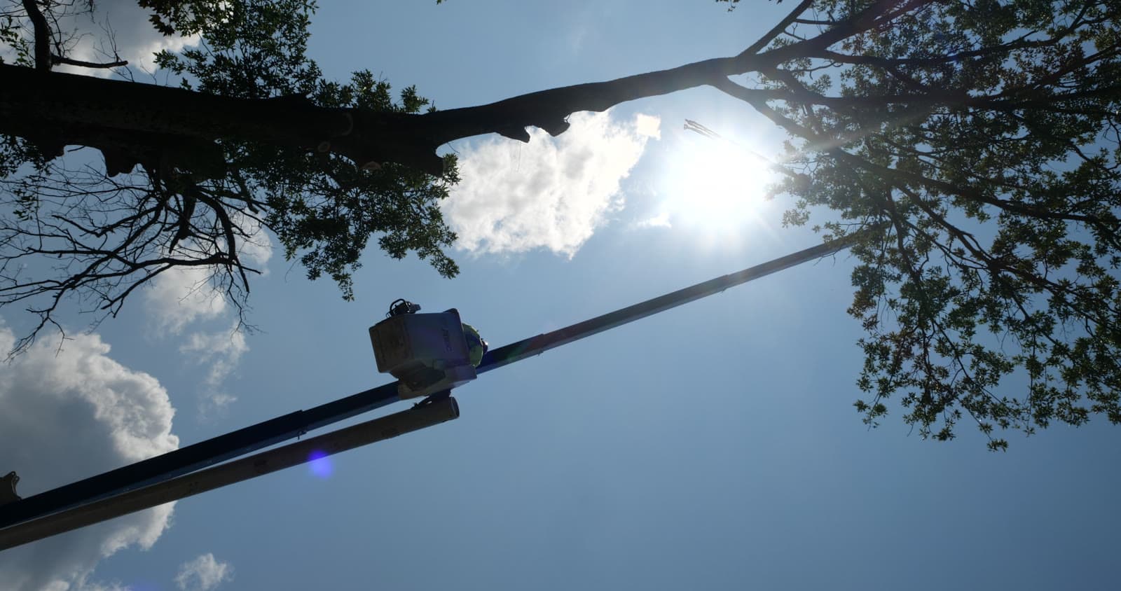 Bucket lift reaching into the canopy against a blue sky